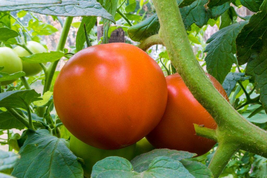 Лучшие сорта жёлтых, оранжевых томатов — для теплиц, открытого грунта, с фото и описанием