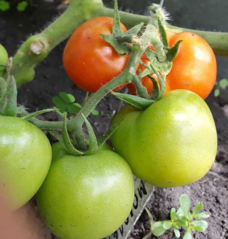 Томат хурма: характеристика гибридного сорта, отзывы огородников, фото помидоров и правила их выращивания
