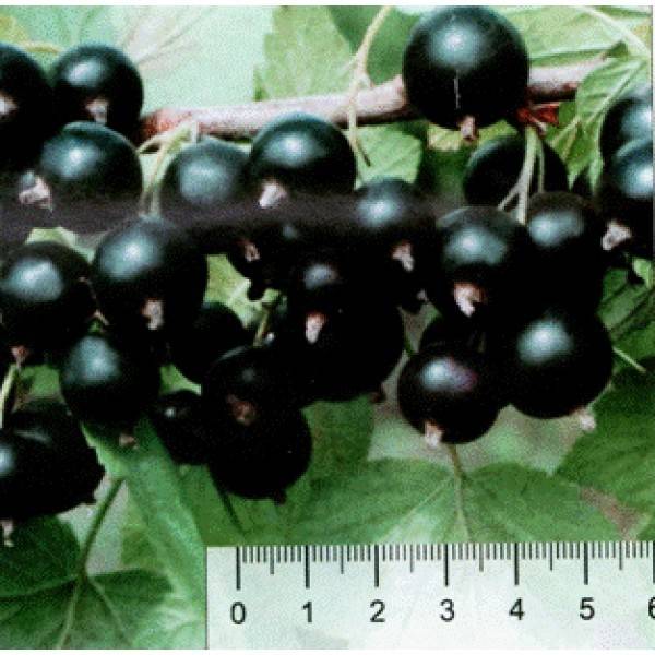 Смородина гулливер: описание сорта черной ягоды, ее особенности и характеристики, фото selo.guru — интернет портал о сельском хозяйстве