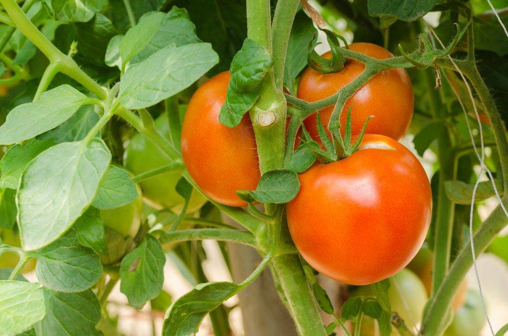 Как вырастить тысячу сортов томатов на северном урале – наша читательница делится опытом