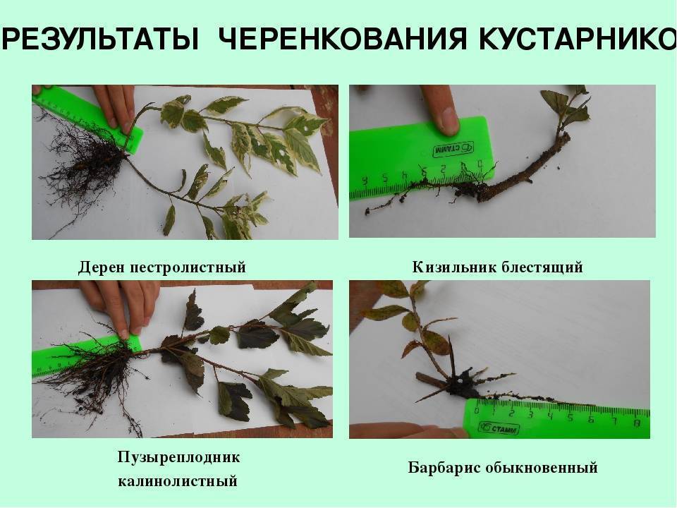 Как размножить лаванду семенами и делением куста, отводками и черенками