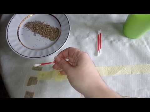 Как сделать гранулированные семена моркови своими руками