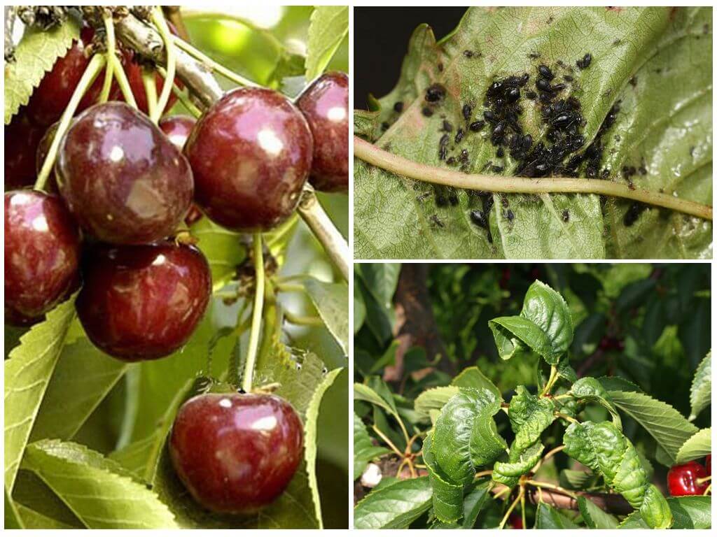 Болезни вишни: описание и причины, лечение и меры борьбы с ними