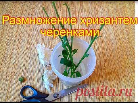 Как вырастить из черенка хризантему