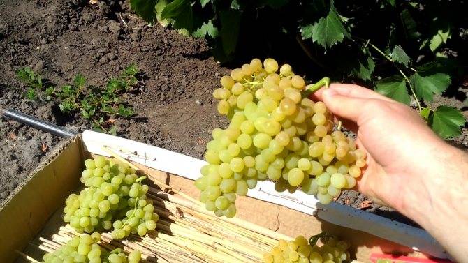 Характеристика сорта винограда «аттика»: описание, фото и отзывы о нём