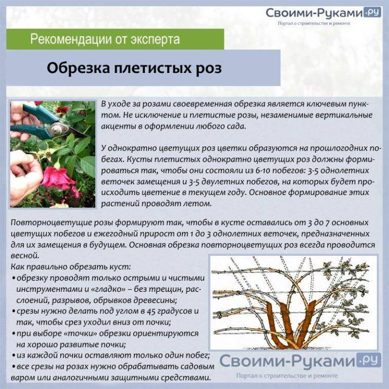 Правила выращивания вистерии, особенности ухода за лианой