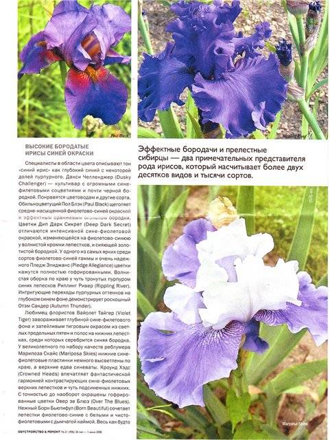 Ирисы: фото всех сортов, видов, разновидности цветов, крупные, сортовые, повторноцветущие, гибридные, садовые, ремонтантные, новые, лучшие, красивые