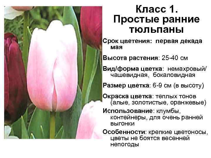 Тюльпаны — высадка и специфика выращивания, уход и сорта цветков + фото