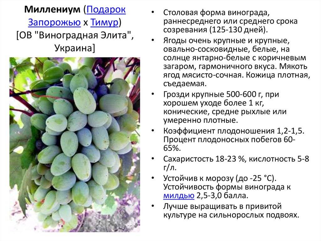 Всё о сорте винограда «рошфор» от особенностей выращивания до фото и отзывов о нём