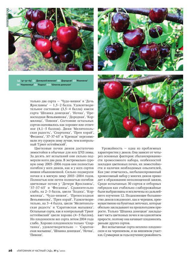 Описание и характеристики сорта вишни апухтинская, посадка и уход