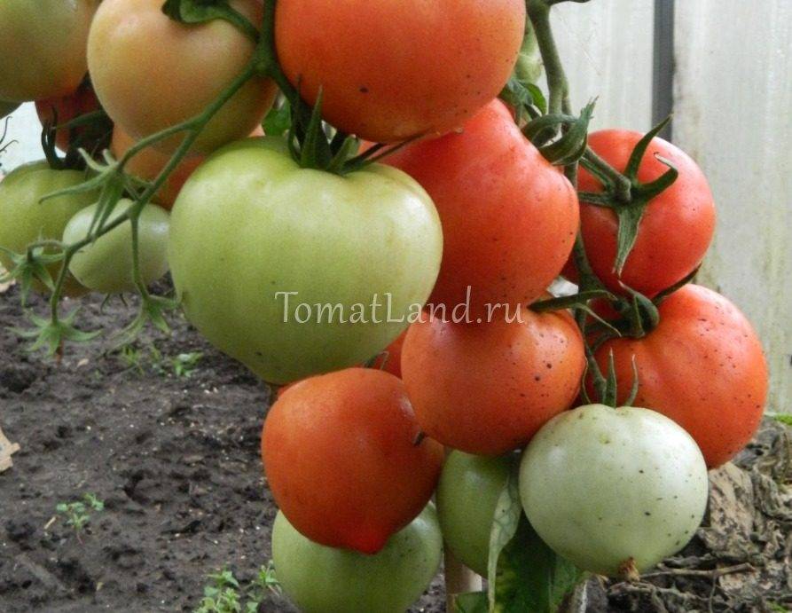 Хали гали: описание сорта томата, характеристики помидоров, посев