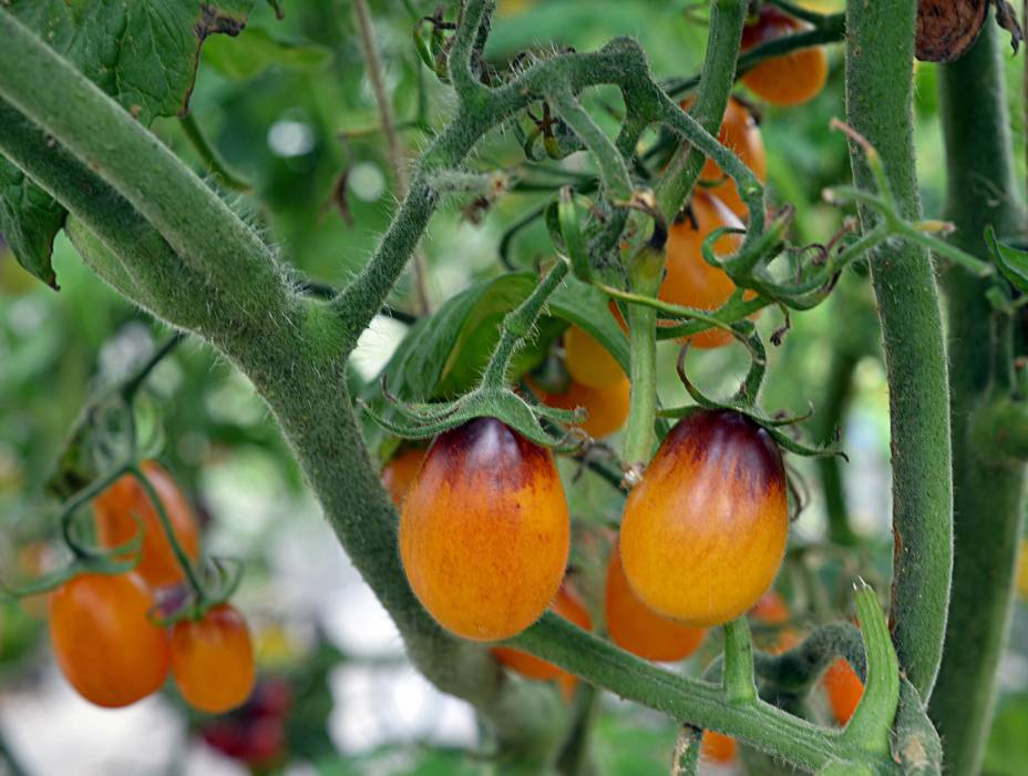 10 лучших сортов черных томатов с фото и описанием