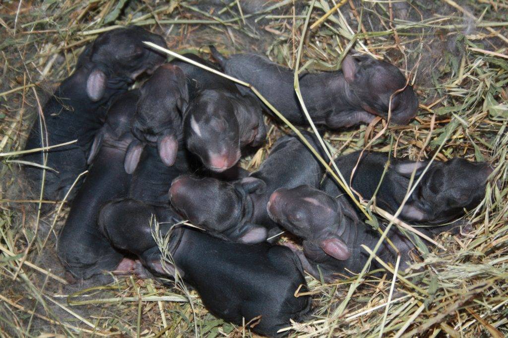 ᐉ новорожденные кролики: уход, развитие и отсадка из гнезда - zooon.ru