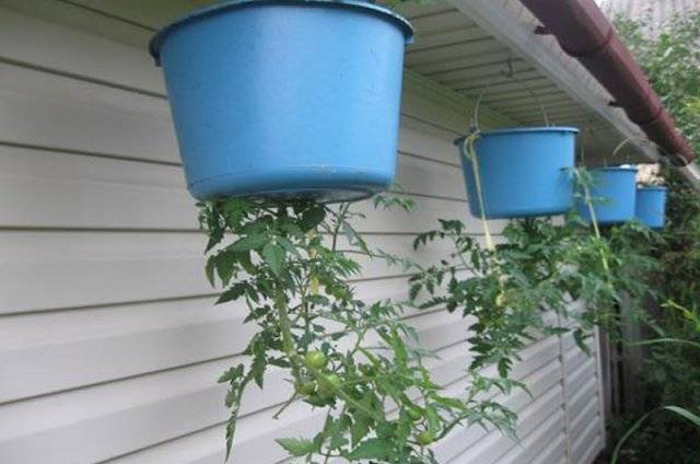 Удивительное выращивание растений в перевернутом виде. как посадить помидоры вверх ногами?