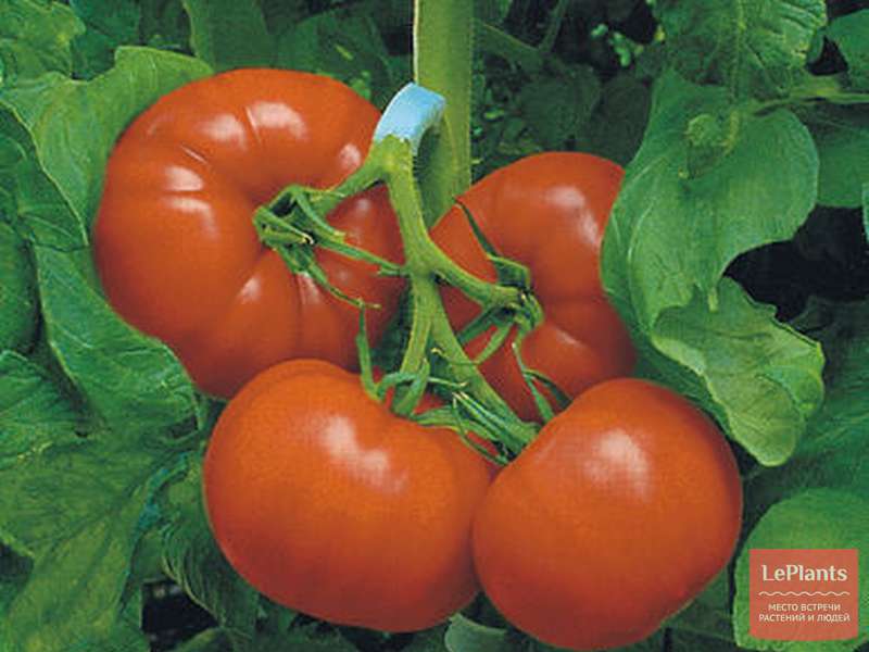 Томат динар: описание и характеристика сорта, выращивание и мнение садоводов с фото