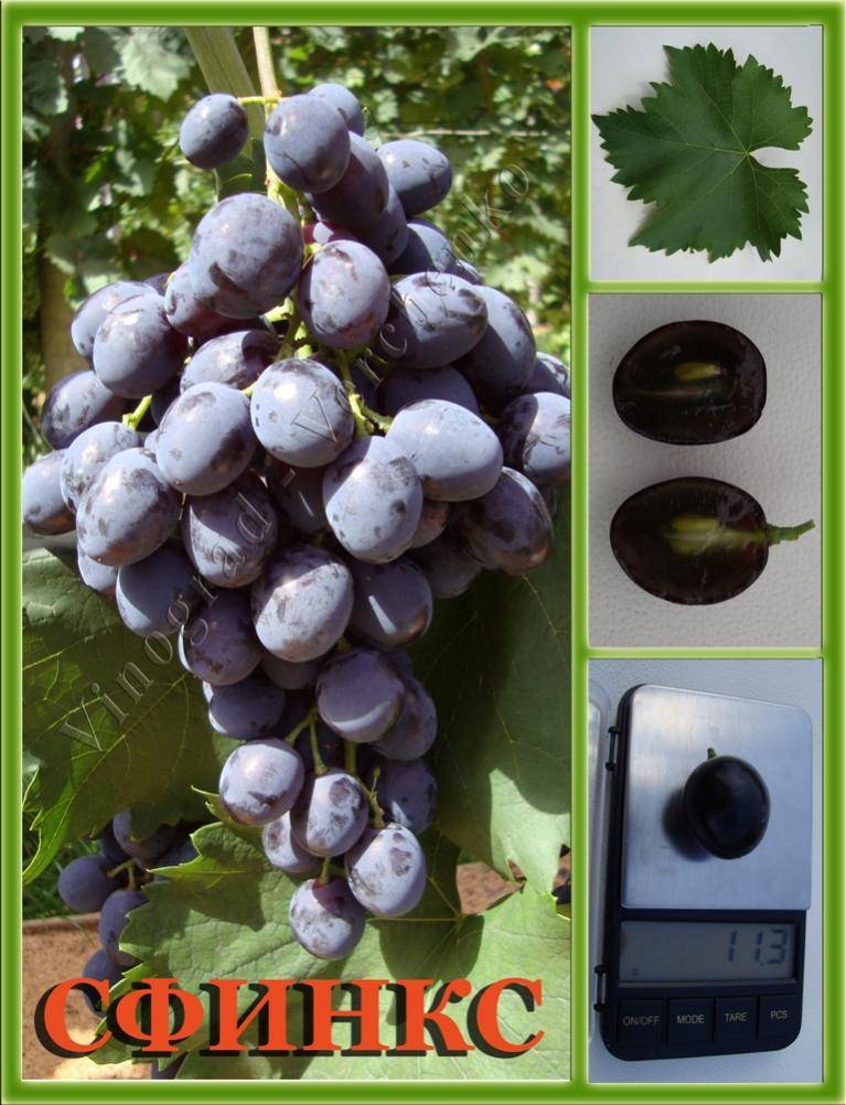 Виноград сфинкс: описание сорта, чем отличается, основные преимущества культуры