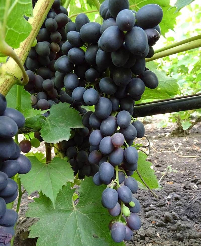 Аттика виноград: описание сорта кишмиша, характеристика, выращивание и уход