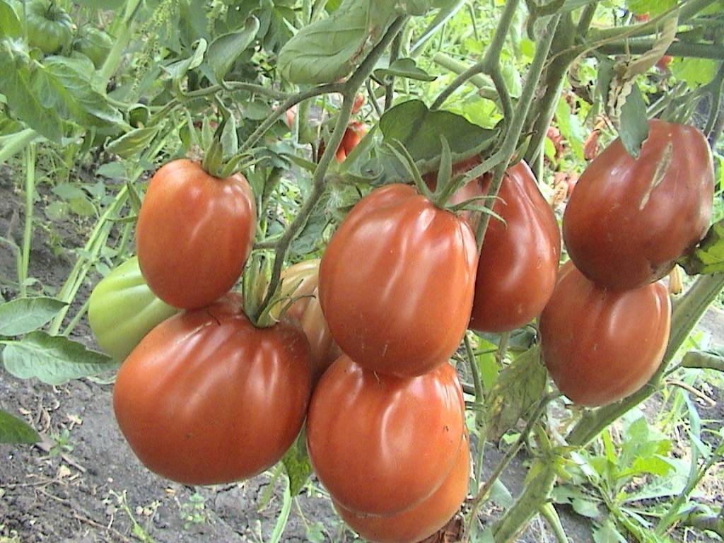 Минусинские томаты - отзывы, сорта фото, название и описание