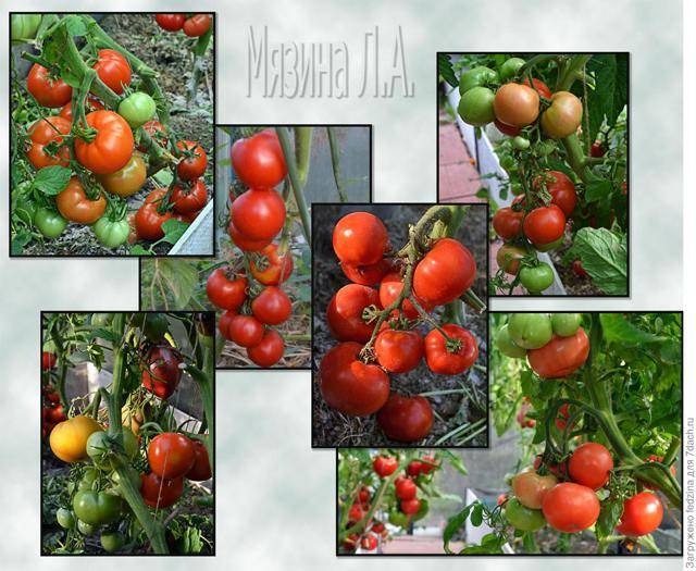 Томат урал: характеристика и описание сорта, урожайность, фото, отзывы