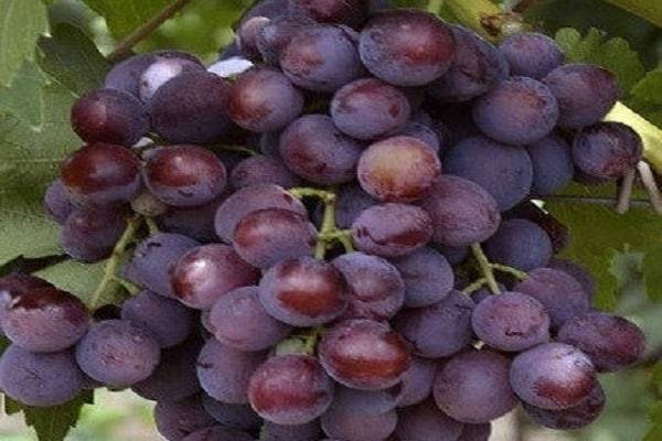 Виноград, любимый всеми — заря несветая
