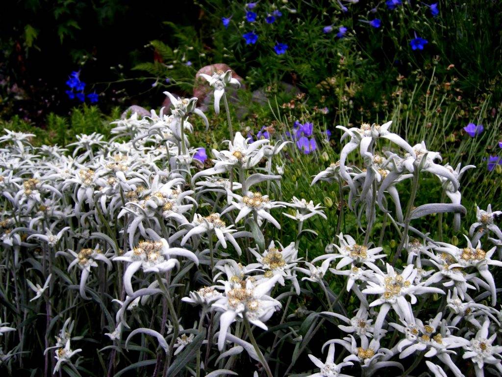 Цветок эдельвейс: описание и правила выращивания