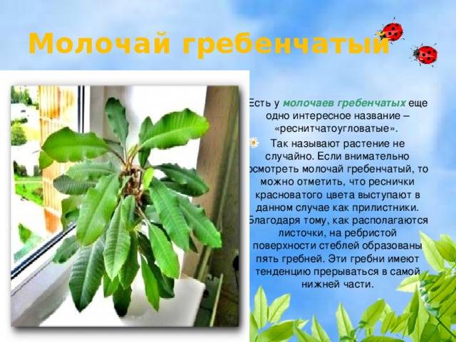 Молочай лозный лечебные свойства - saenta.ru