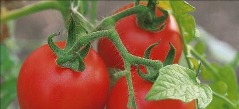 Лучшие сорта томатов: описание, достоинства, советы по выбору