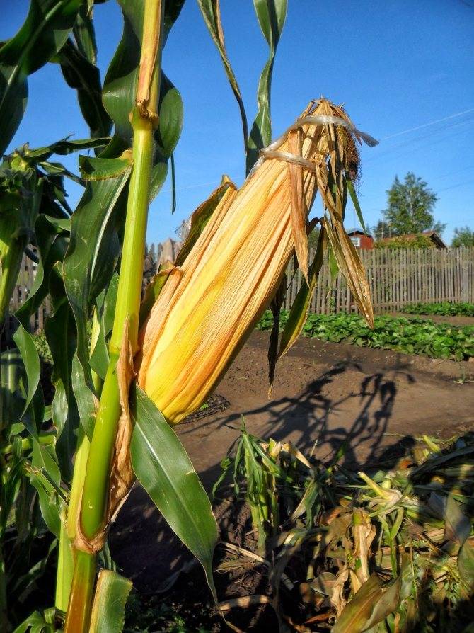 Как получить хороший урожай кукурузы в подмосковье? когда созревает культура и подробный алгоритм выращивания