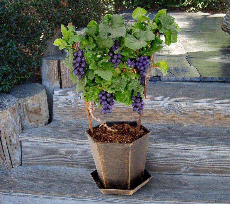 Как вырастить виноград дома в горшке на лоджии;