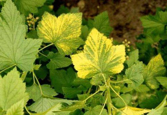 Почему желтеют листья у смородины: 13 причин, если сохнут летом на красной и черной, чем полечить и что делать