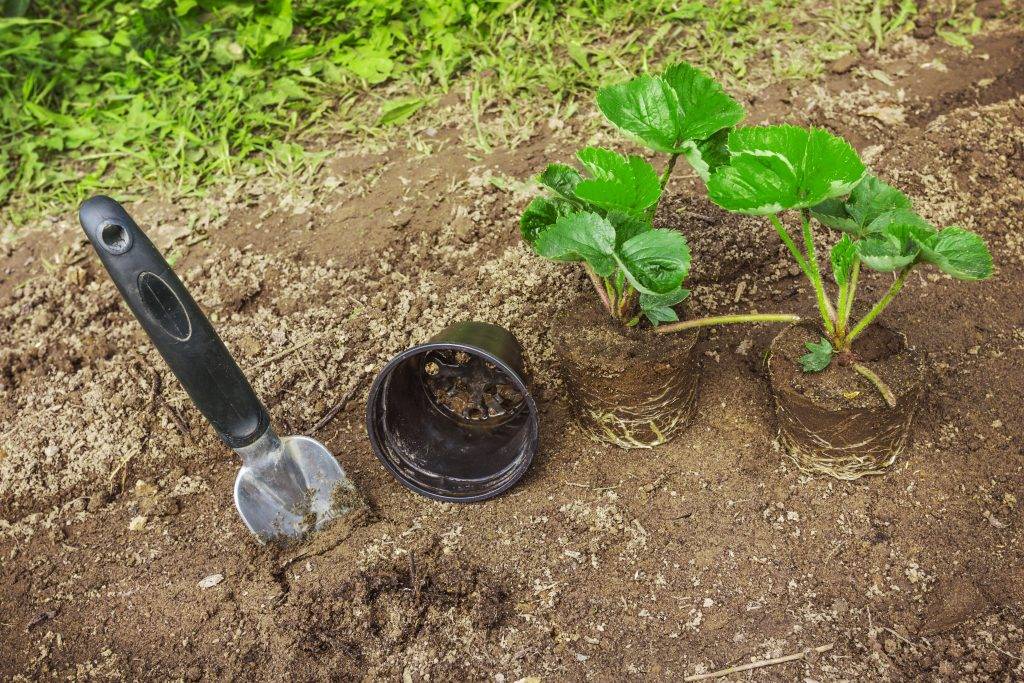 Как размножить и посадить клубнику в августе усами пошагово