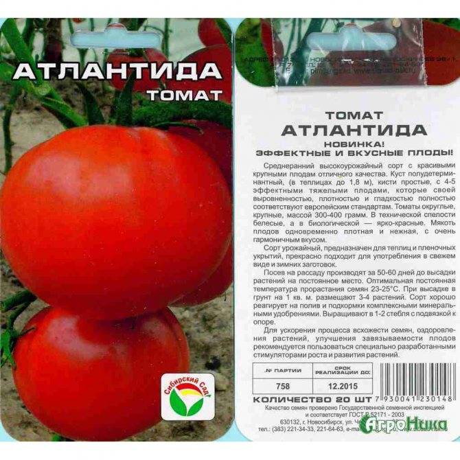 Описание сорта томата дино f1, особенности выращивания и урожайность