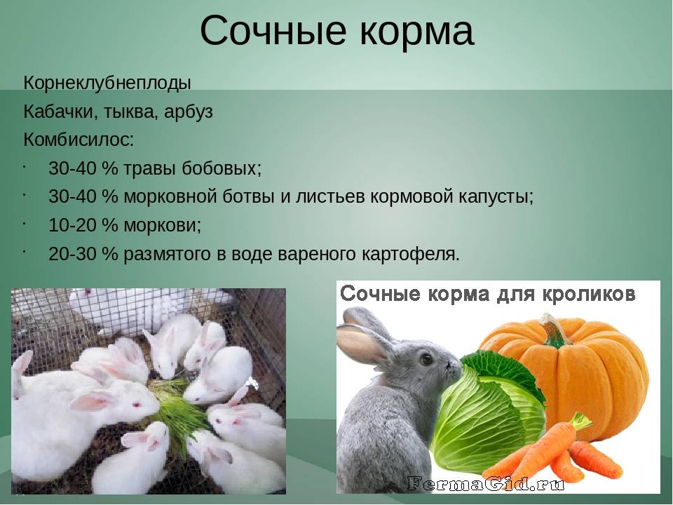 Что нужно знать о кормлении кроликов