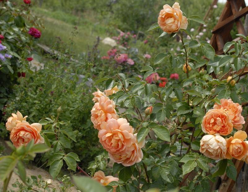 Как правильно выращивать розу клэр остин, ее преимущества и недостатки