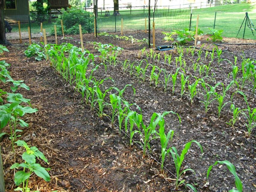 Как растет кукуруза: технология выращивания и ухода, агроклиматические условия