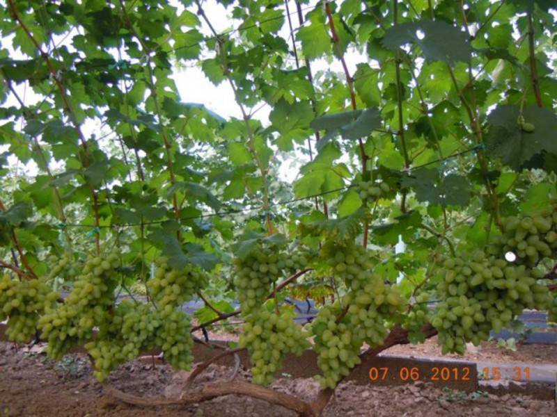 Виноград «бажена»: описание сорта, фото и отзывы. основные плюсы и минусы, срок хранения урожая, аналоги, характеристики и особенности выращивания в регионах