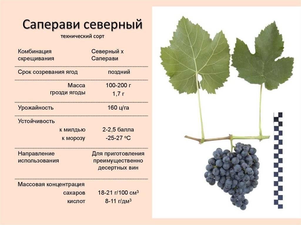 Рекордсмен по урожайности — виноград «первозванный»