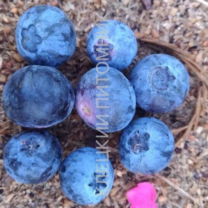Голубика денис блю (denis blue, дениз голубая): описание сорта, фото, отзывы, посадка и уход