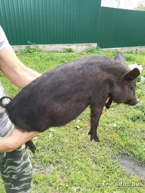 Свиньи кармалы – характеристика, уход и кормление, размножение