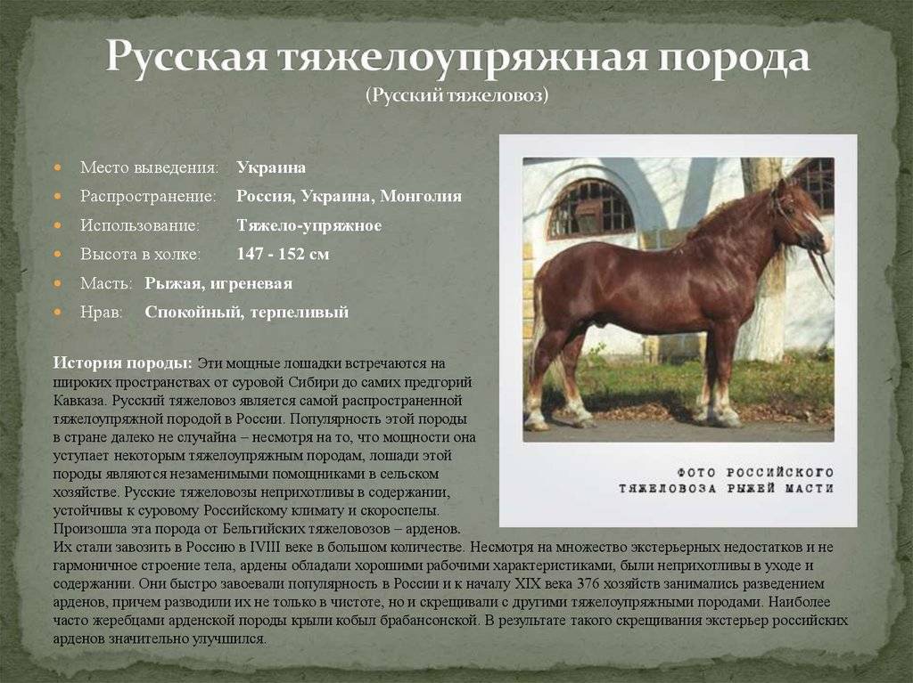 Характеристика породы лошадей советский тяжеловоз и правила содержания