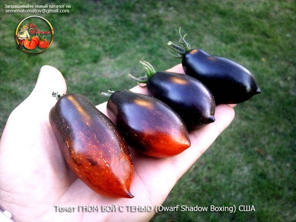 «гномьи» томаты: чем хороши карликовые сорта помидоров нового проекта