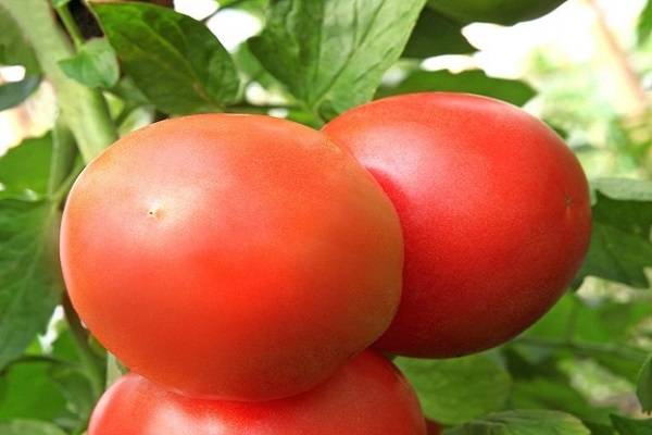 Характеристика томата сват f1 и описание выращивания сорта