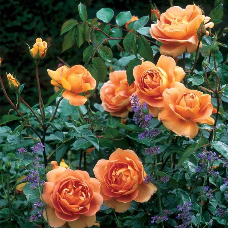 Описание и характеристики роз сорта Пэт Остин, тонкости выращивания