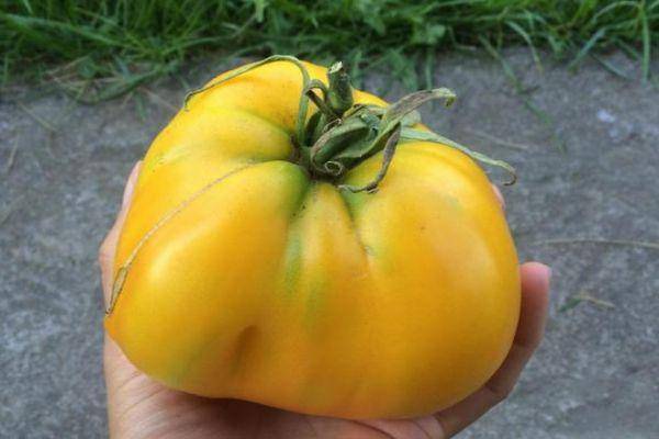Описание сорта томата ваше величество, особенности выращивания и ухода