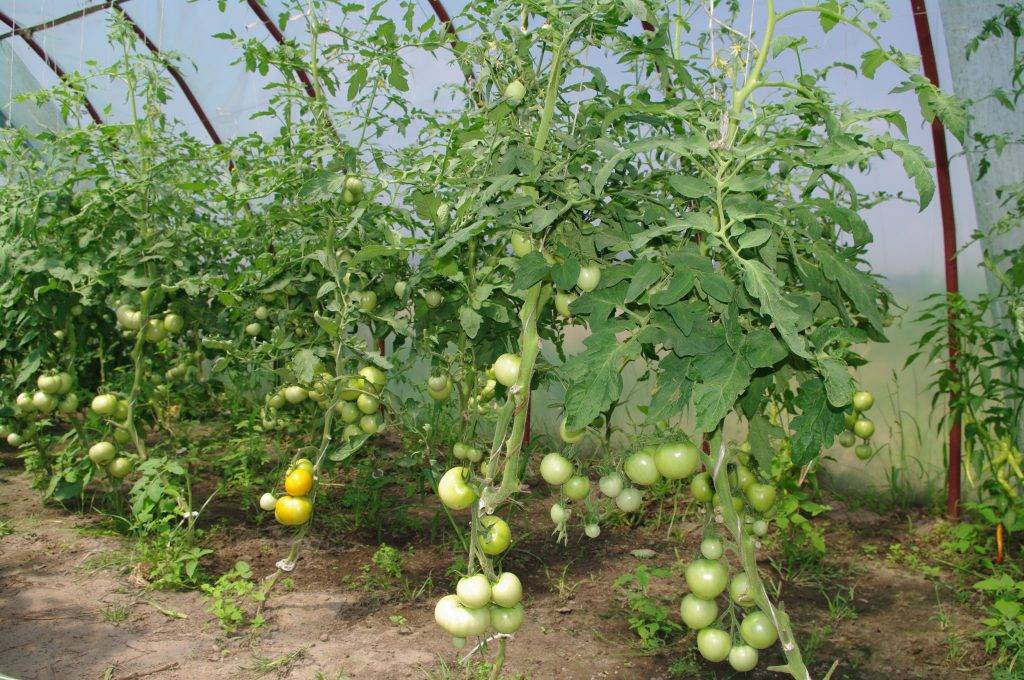 Правильный уход за помидорами в теплице из поликарбоната от посадки до урожая