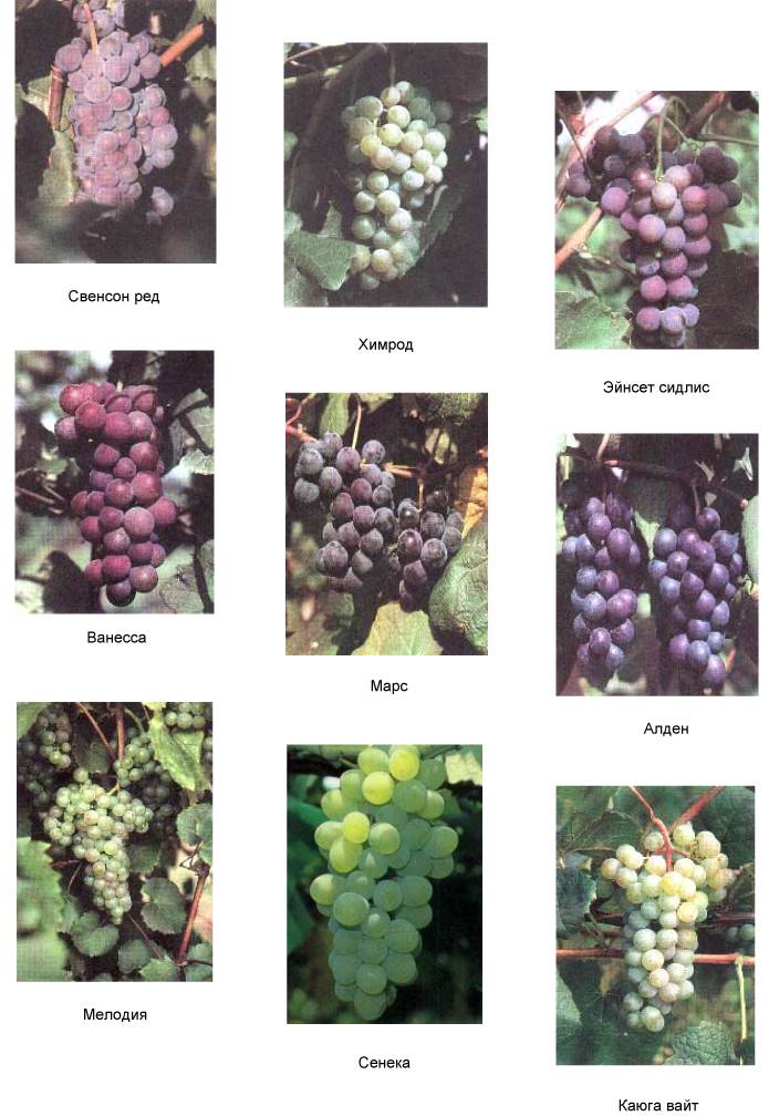 Виноград рошфор: описание сорта, фото и отзывы
