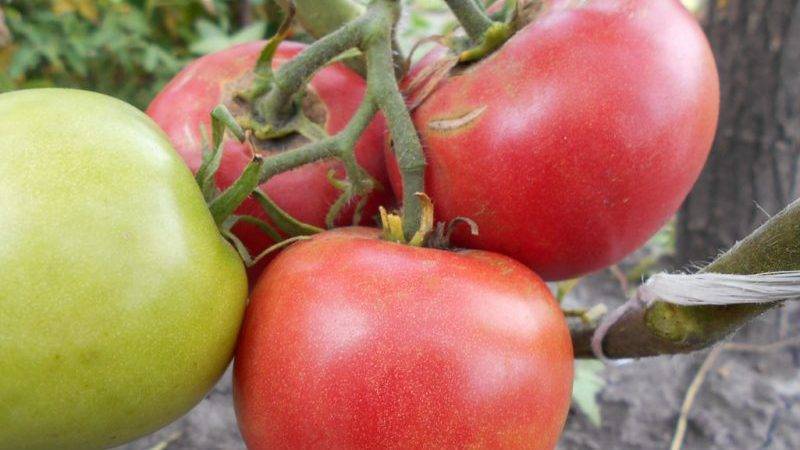 Яблоко-помидор: описание гибрида томата, его достоинства и вкусовые качества
