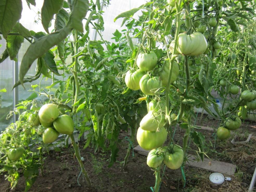 Томат микадо: характеристика и описание сорта, урожайность и выращивание, отзывы с фото