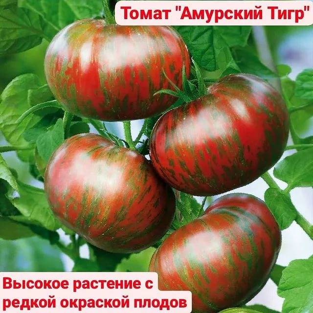 Помидоры амурские зори: описание сорта томата, отзывы о семенах, характеристики и урожайность