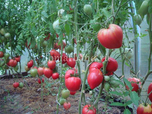 Томат японка: характеристика и описание сорта, фото семян, отзывы об урожайность помидоров